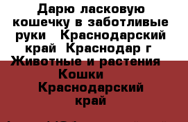 Дарю ласковую кошечку в заботливые руки - Краснодарский край, Краснодар г. Животные и растения » Кошки   . Краснодарский край